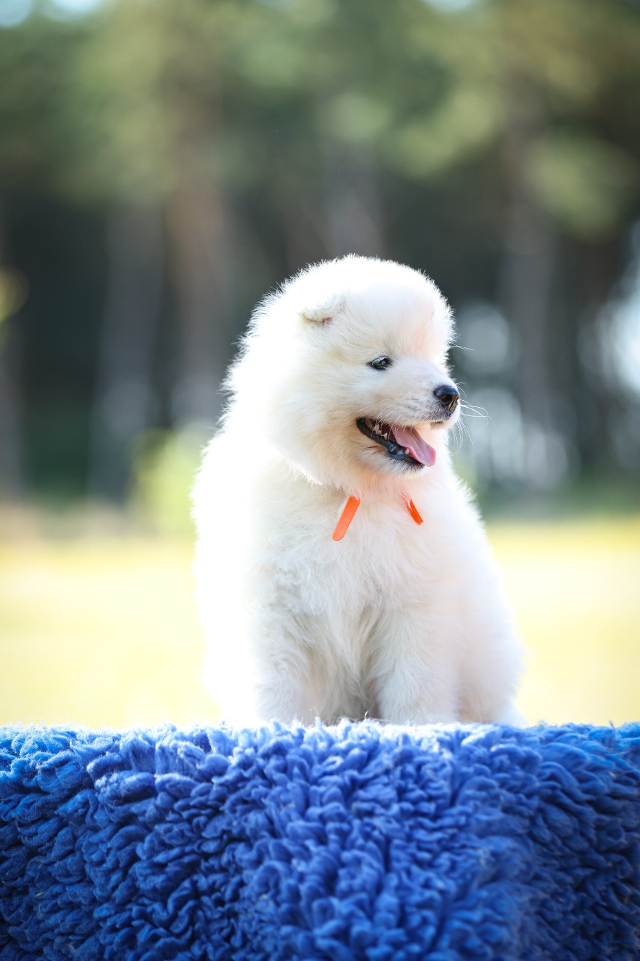 De Nyssa Vintera - Chiots disponibles - Samoyède