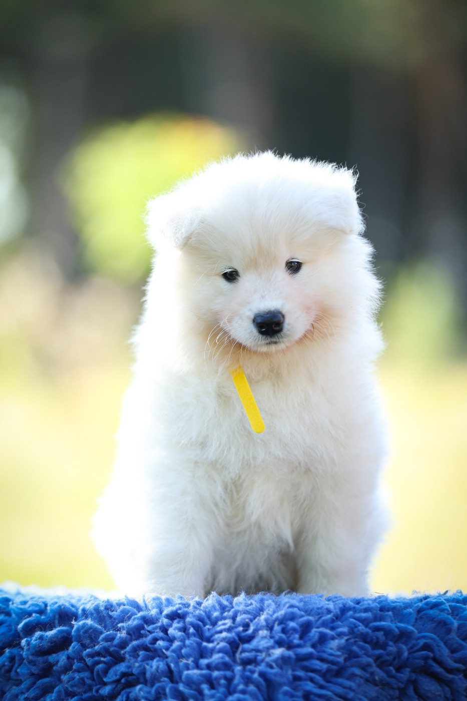 De Nyssa Vintera - Chiots disponibles - Samoyède