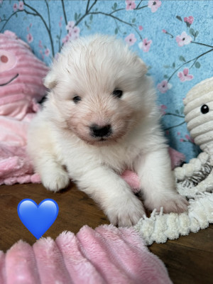 Blue de nyssa vintera